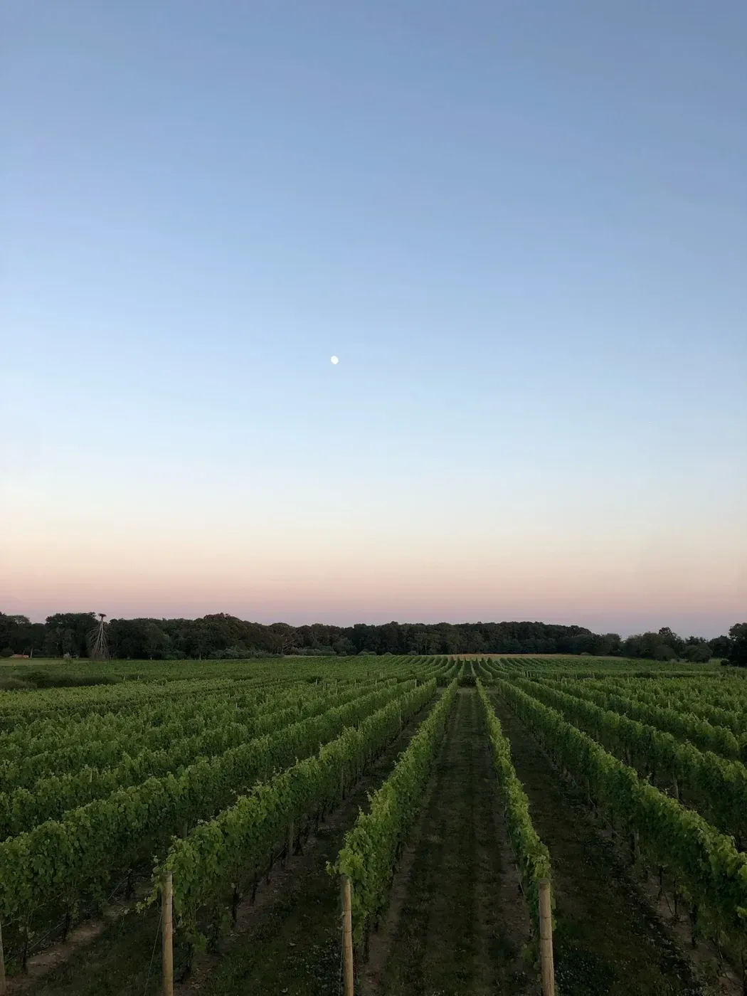 Vineyard rows beneath a pale evening sky and moon at Channing Daughters