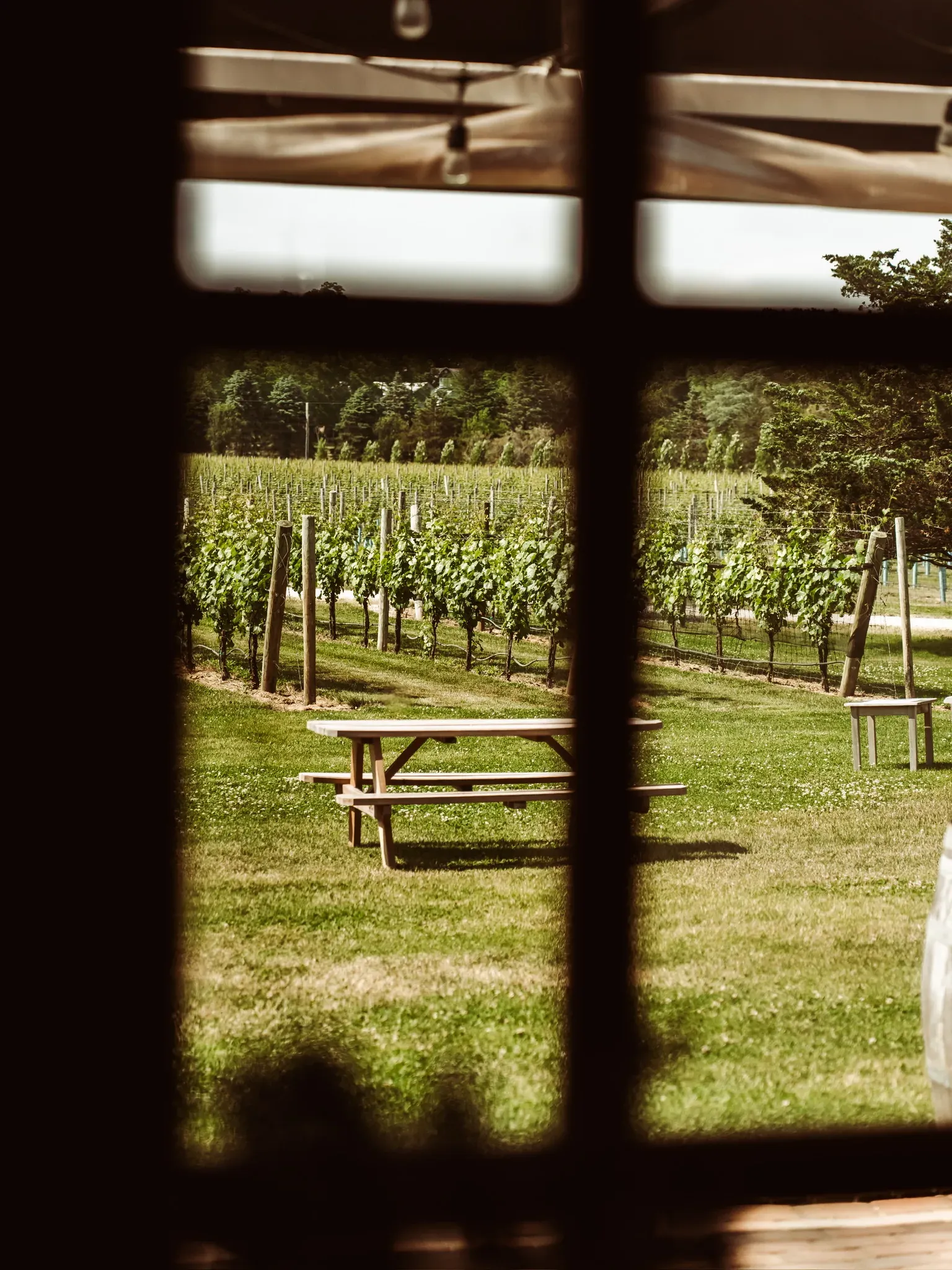 The tasting room window overlooking a picnic table, lawn and vines