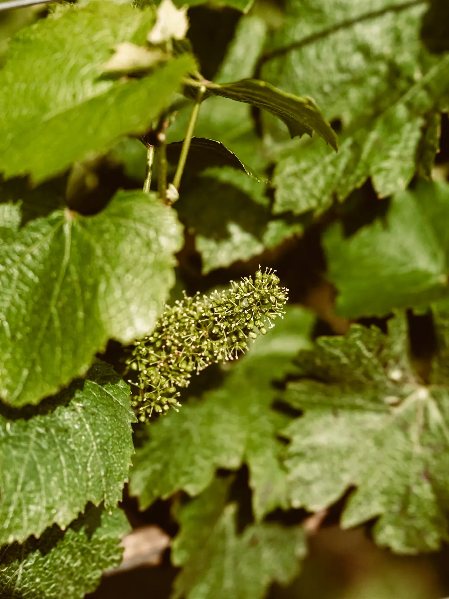 Young grape clusters among sunlit green vine leaves