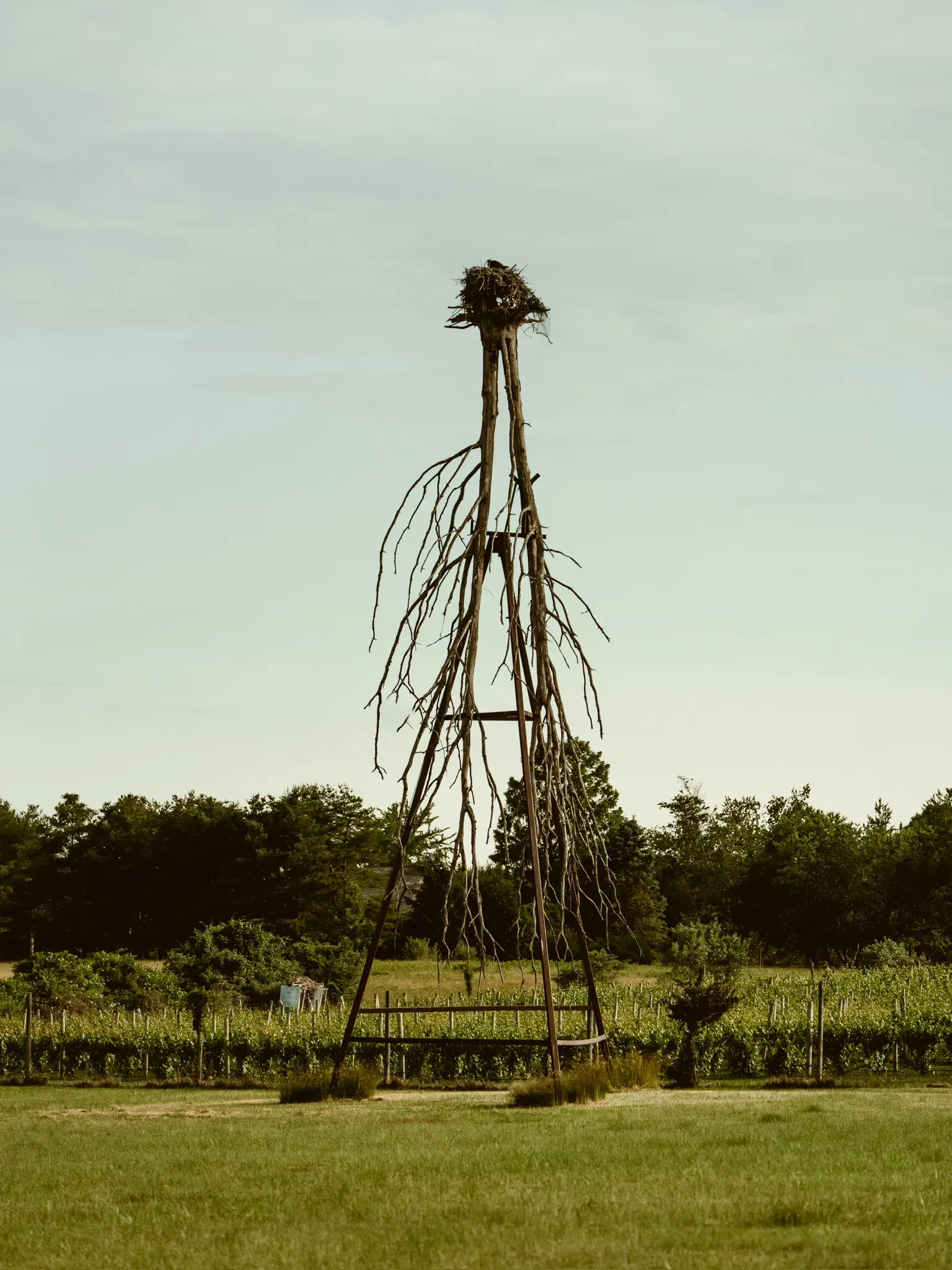 One of Walter Channing's inverted-tree sculptures standing in the field, roots to the sky