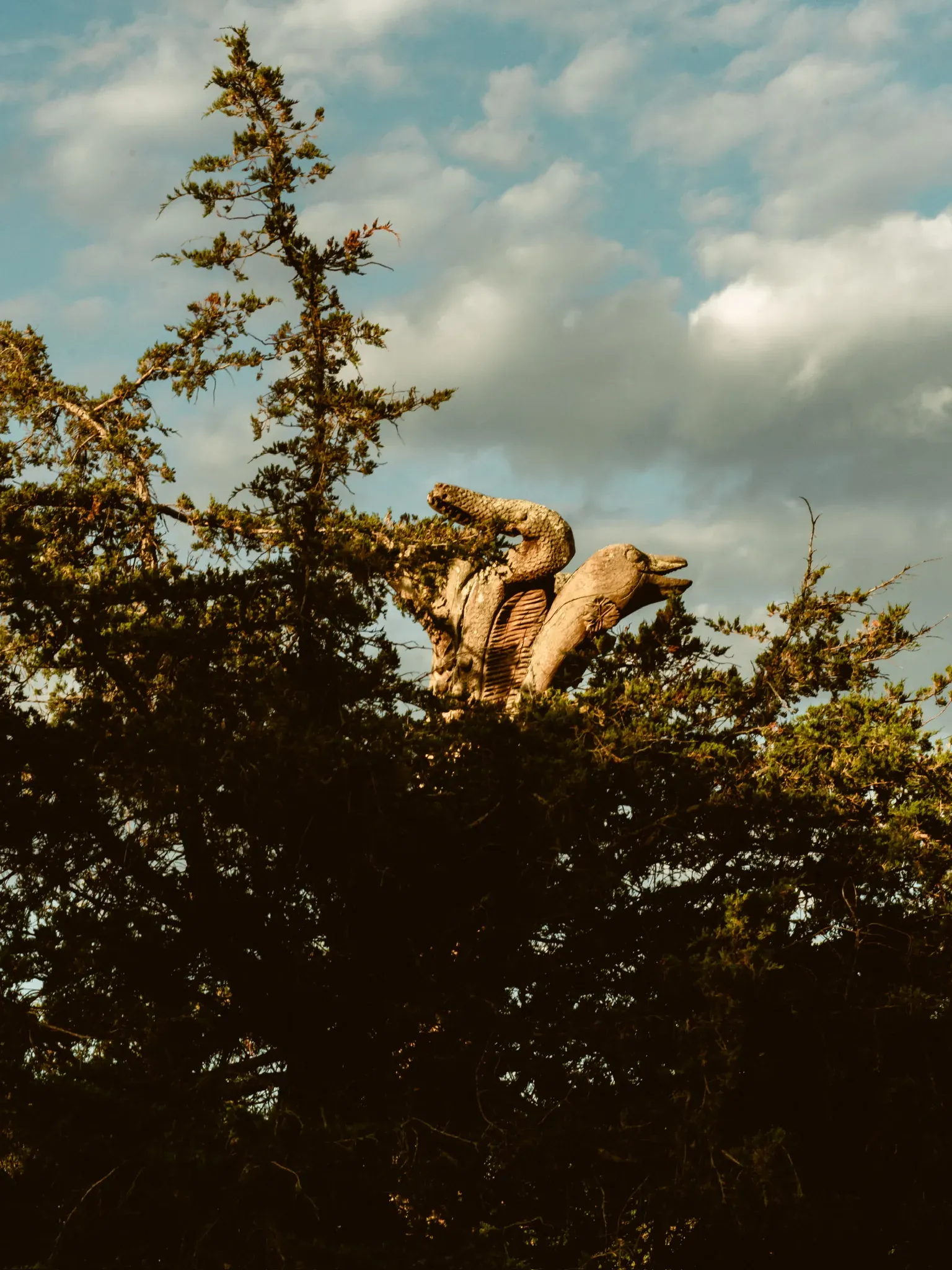A gnarled tree caught in low golden light against a clouded sky