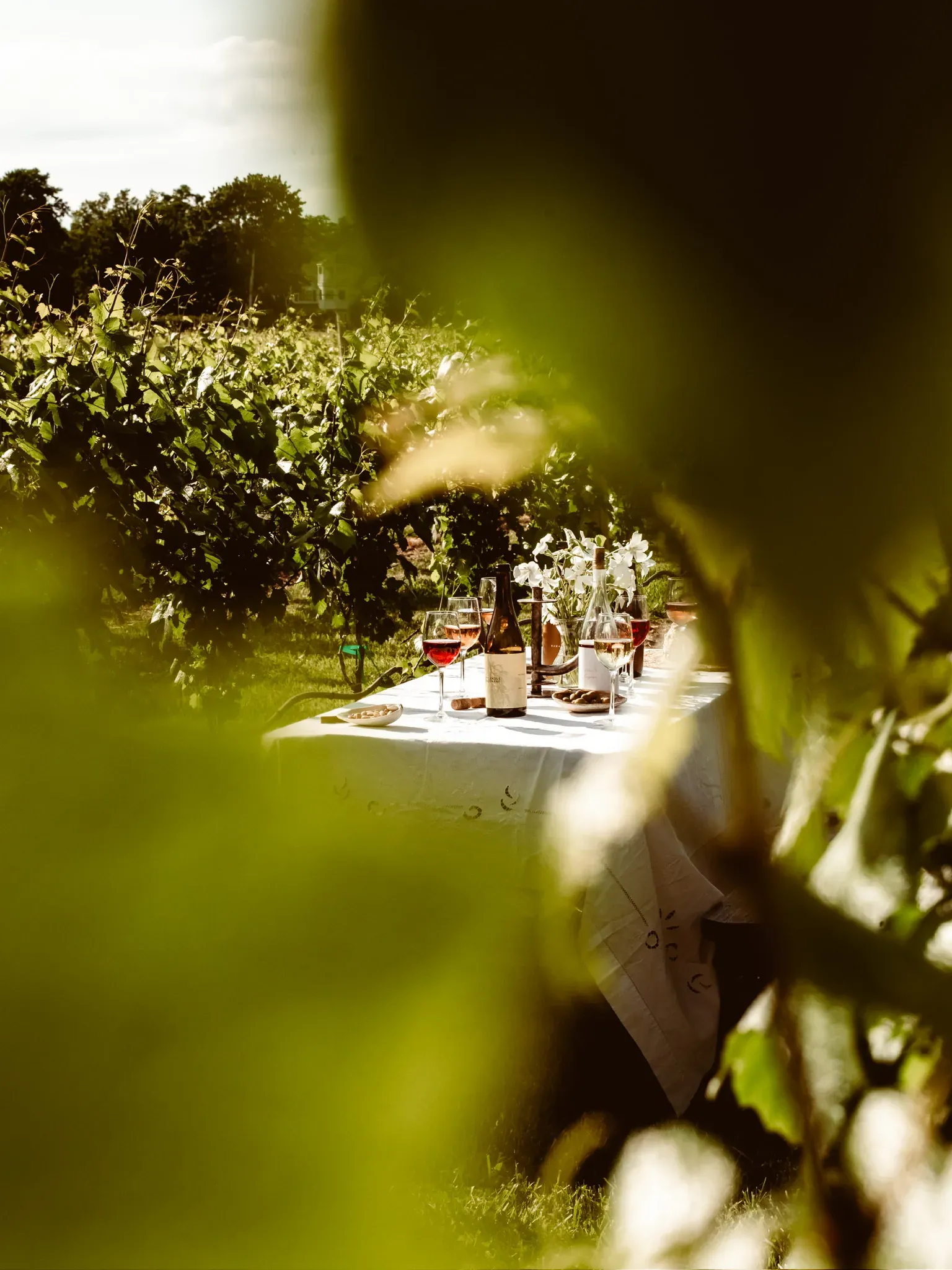 A long table dressed in white linen set down a grass row between the vines, seen past the leaves in late afternoon light