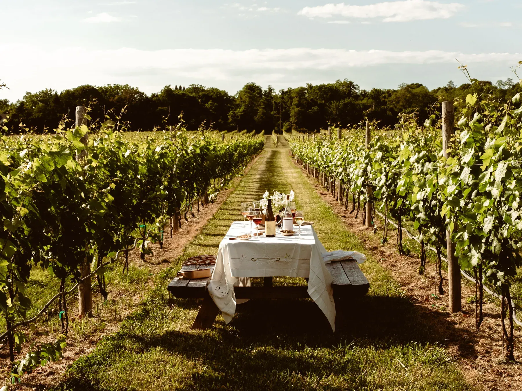 A long table set with a white cloth down a row of vines at Channing Daughters, Bridgehampton