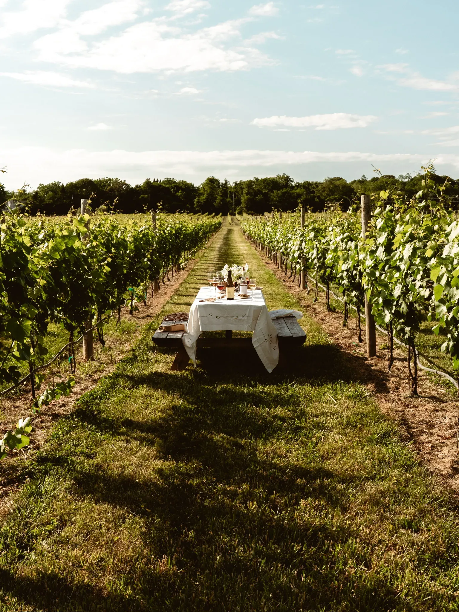 A table dressed in white linen standing alone in the mown grass at the far end of a vine row